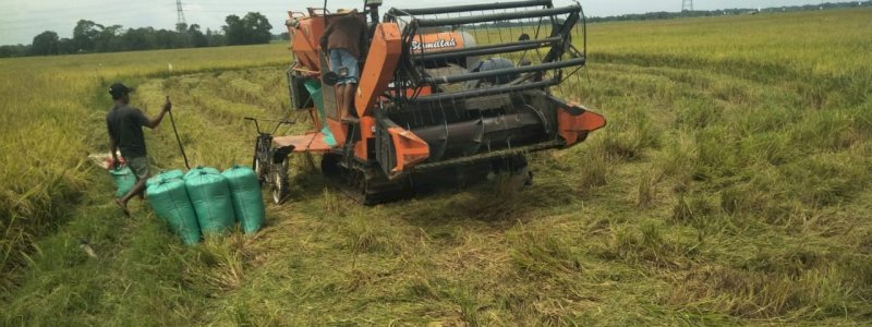 Masuk Panen Raya Maret-April, Produksi Beras Melimpah Capai 8,46 Juta Ton