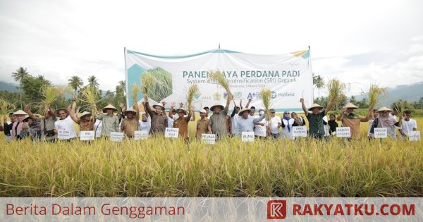 PT Vale-Alkhairaat Kolaborasi Konsultas CSR Panen Perdana SRI Organik di Sulteng