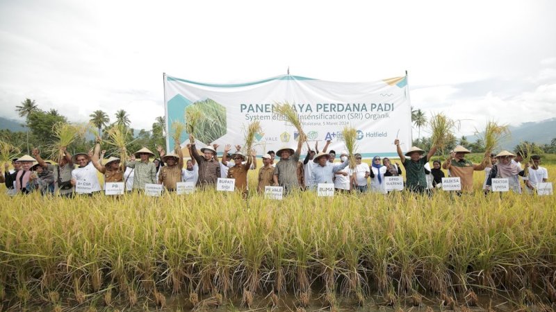 Panen perdana pertanian System of Rice Intensification (SRI) organik di Desa Walatana, Kecamatan Dolo Selatan, Kabupaten Sigi, Sulawesi Tengah (Sulteng), Selasa (5/3/2024). (Foto: PT Vale Indonesia)