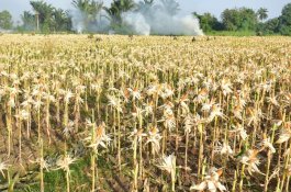 Hasil Panen Jagung Maret-April Melimpah, Ini 10 Kabupaten Produsen Terbesar