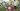 Ditanam Saat Kemarau, Pisang Cavendish di Tamarunang Gowa Dipanen Empat Bulan Lagi