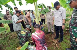 Ditanam Saat Kemarau, Pisang Cavendish di Tamarunang Gowa Dipanen Empat Bulan Lagi