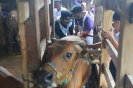 Program Inseminasi Buatan Pemprov Sulsel Kini Jangkau Desa Ajjalireng Bone