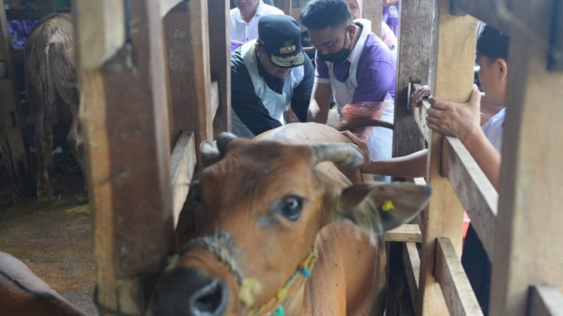 Pj Gubernur Sulsel, Bahtiar Baharuddin, dibantu petugas peternakan menyuntikkan sperma sapi simental ke ternak warga di Desa Ajjalireng, Kecamatan Tellu Siattinge, Kabupaten Bone, Rabu (13/3/2024). (Foto: Pemprov Sulsel)