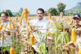 Panen Raya Jagung, Petani Usul Fleksibilitas HAP Jagung Dinaikkan