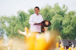 Kementan Sebut Panen Raya Jagung di Tuban Capaian Luar Biasa