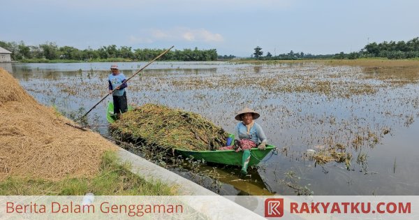 Ini Solusi Darurat Kementan Atasi Dampak Banjir di Pati