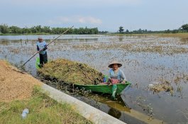 Ini Solusi Darurat Kementan Atasi Dampak Banjir di Pati