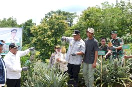 Penjabat Gubernur Sulsel Dorong Produksi Nanas di Barru Hingga 1.000 Hektare