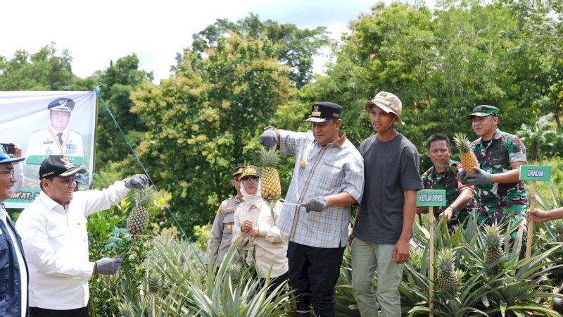 Penjabat Gubernur Sulsel Dorong Produksi Nanas di Barru Hingga 1.000 Hektare