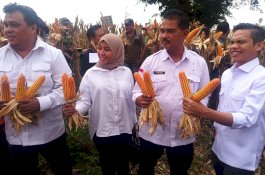Gelar Panen di Pati, Kementan Sebut Produksi Jagung Nasional Awal 2024 Naik Tajam