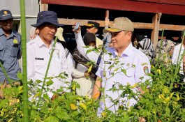 Bersama Pj Bupati dan Forkopimda Kabupaten Wajo Tanam dan Panen Perdana Cabai di Majauleng