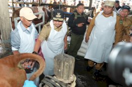 45 Hewan Ternak Sapi Kawin Suntik, Bupati Maros Harap Program Ini Berkontribusi Besar Ternak Sulsel