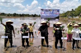 Kebut Optimalisasi Lahan, Kementan Gelar Tanam Padi Perdana di Kalimantan Tengah