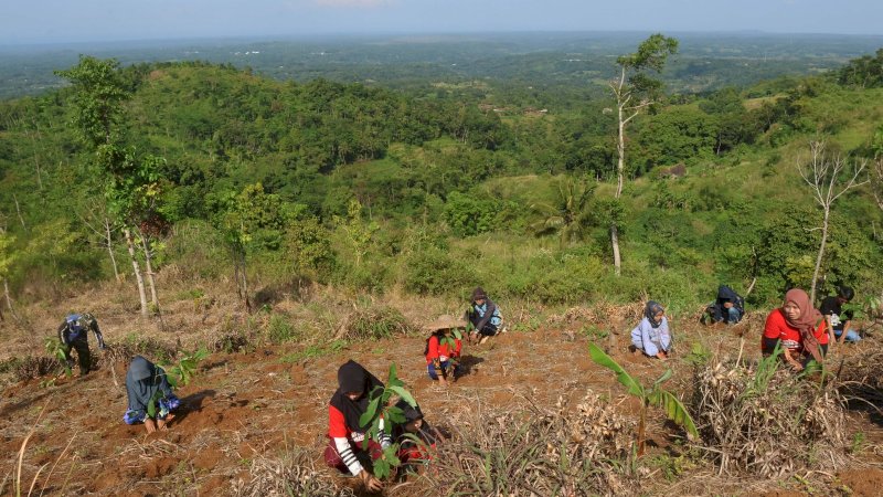 Telkom melakukan pemulihan lahan kritis di 4 provinsi