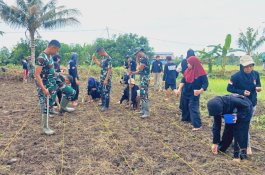 TMMD ke-120 TA 2024 Kodim 1403/Palopo Gelar Kegiatan Ketahanan Pangan