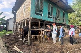 Jelang Idul Adha, Pemkab Maros Gencar Periksa Kesehatan Sapi