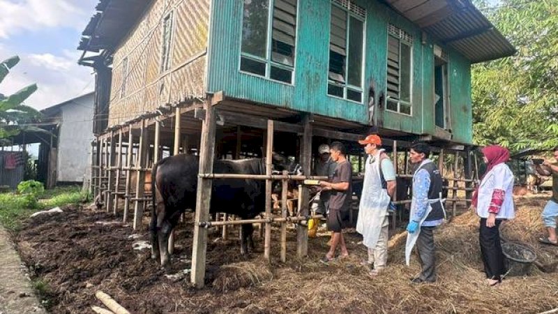 Jelang Idul Adha, Pemkab Maros Gencar Periksa Kesehatan Sapi