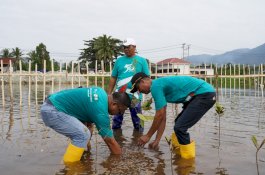 PT Vale Rayakan HUT dengan Restorasi Ekosistem Pesisir di Morowali