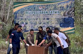 Sebelum Dikembalikan Ke Alam, Karantina Periksa Kesehatan 150 Satwa Liar