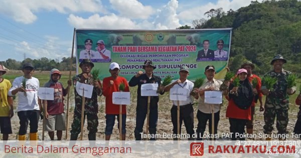 Dinas Pertanian Barru Bersama Petani: Mengatasi Tantangan El Nino dengan Varietas Pendek