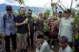 Panen Perdana 2.000 Benih Alpukat Varietas Unggul,LAZ Hadji Kalla bersama Kelompok Petani Binaan di Desa Tonasa, Kabupaten Gowa. 