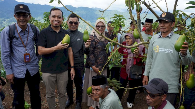 LAZ Hadji Kalla bersama Petanj Panen alpokat bibit unggul di desa tonasa, kabupaten gowa