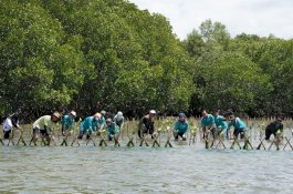 Aksi Lanjutan Carbon Offset Program, KALLA dan Nelayan Lokal Tanam Ribuan Bibit Mangrove di Kabupaten Pangkep
