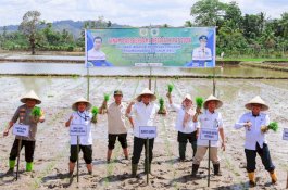 Bupati Barru Bersama Staf Ahli Kementan Tanam Padi di Lampoko