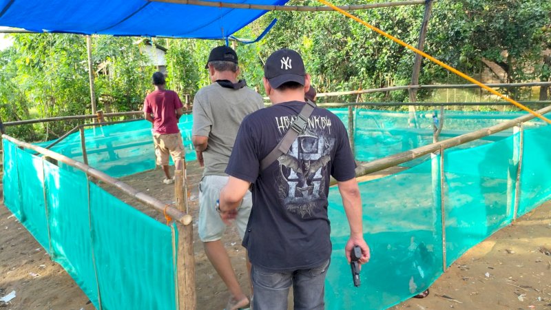 Polisi Bongkar Arena Sabung Ayam Terbesar di Pangkep