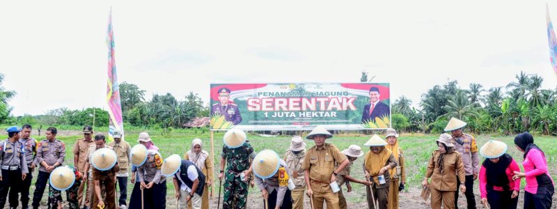 Dukung Swasembada Pangan Nasional, Lahan Mapolsek Sabbangparu Ditanami Jagung