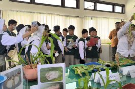 121 Siswa SMP Athirah Baruga Belajar Budi Daya Jagung di Maros