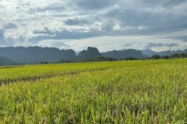 Akademisi Apresiasi Prof Fadjry Djufry Soal Target Sulsel Swasembada Pangan