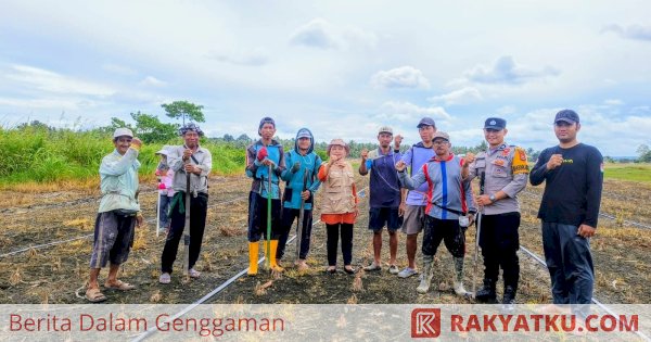 Polsek Belawa, PPL dan Poktan Tanam Jagung di Kelurahan Malakke