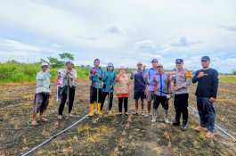 Polsek Belawa, PPL dan Poktan Tanam Jagung di Kelurahan Malakke