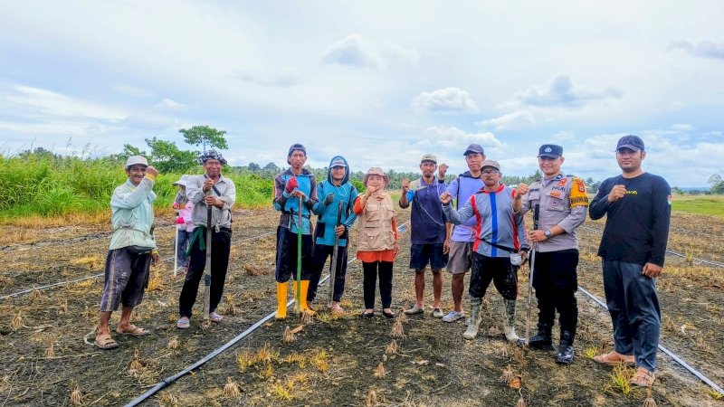 Polsek Belawa, PPL dan Poktan Tanam Jagung di Kelurahan Malakke