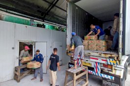 PT Cipta Agri Pratama Perkuat Ekspor Pisang Cavendish dari Sulsel