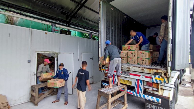 PT Cipta Agri Pratama mengirim 10 ton pisang cavendish dari berbagai daerah di Sulsel ke Jakarta dan Surabaya. (Foto: Istimewa)