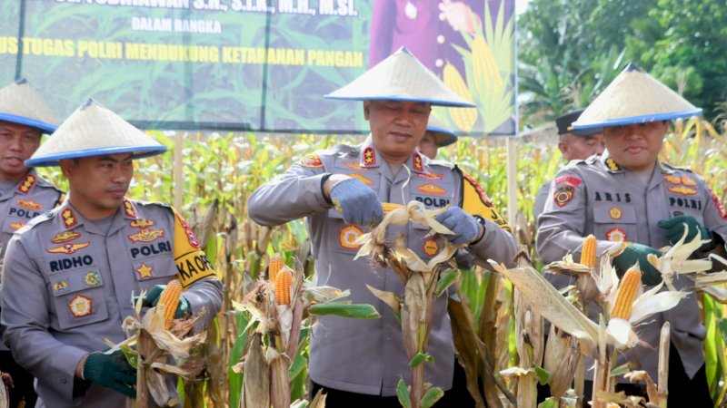 Kapolda Sulsel Panen Raya Jagung dan Kunjungi Pembagian Makanan Bergizi Gratis di Kecamatan Pammana