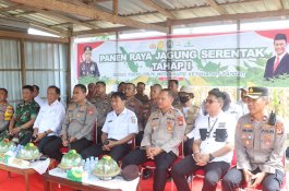 Polres Wajo Bersama Dinas Pertanian Panen Raya Jagung Serentak Tahap Pertama