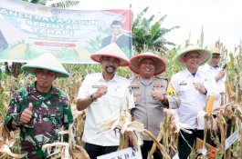 PLH Sekda Barru Hadiri Panen Raya Jagung di Desa Corawali