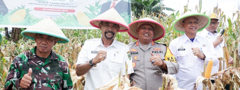 PLH Sekda Barru Hadiri Panen Raya Jagung di Desa Corawali