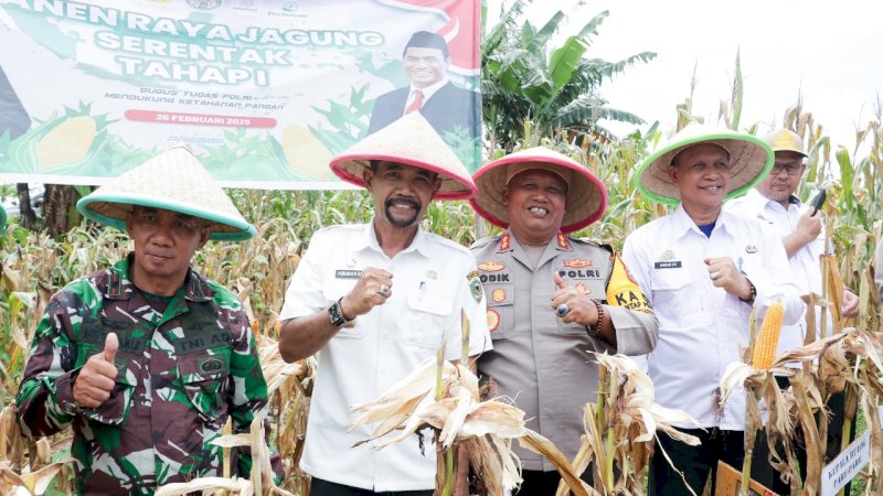 PLH Sekda Barru Hadiri Panen Raya Jagung di Desa Corawali