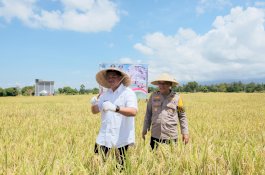 Panen Raya Padi Serentak, Bupati Bantaeng: Serapan Gabah Capai 84 Persen