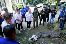Bupati Barru Serahkan Buaya 4 Meter yang Meresahkan Warga ke BKSDA Sulsel