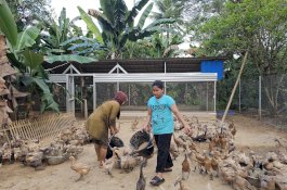 Perkuat Ekonomi dan Ketahanan Pangan, Pertamina Patra Niaga Sulawesi Kembangkan Budidaya Bebek Petelur di Maros