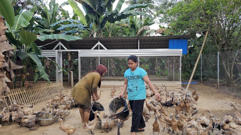 Salah satu Program Pertamina Patra Niaga budidaya bebek petelur 