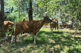 Cegah Penularan PMK, Pemkab Maros Vaksin 1.392 Hewan Ternak