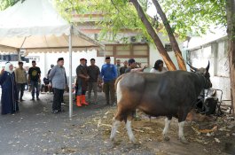 Pemkot Makassar, Bagikan Daging Kurban Kepada Pegawai dan Petugas Kebersihan