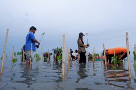 Jaga Masa Depan Pesisir, LAZ Hadji Kalla Dukung Penanaman 2.000 Mangrove di Majene 